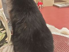 -和它·交个朋友·狗咖猫咖(爱琴海店)