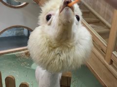 -藦茜花园宠物主题亲子互动体验馆(国顺东路店)