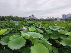 -莲花池公园