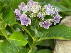 -嘉善路(地铁站)