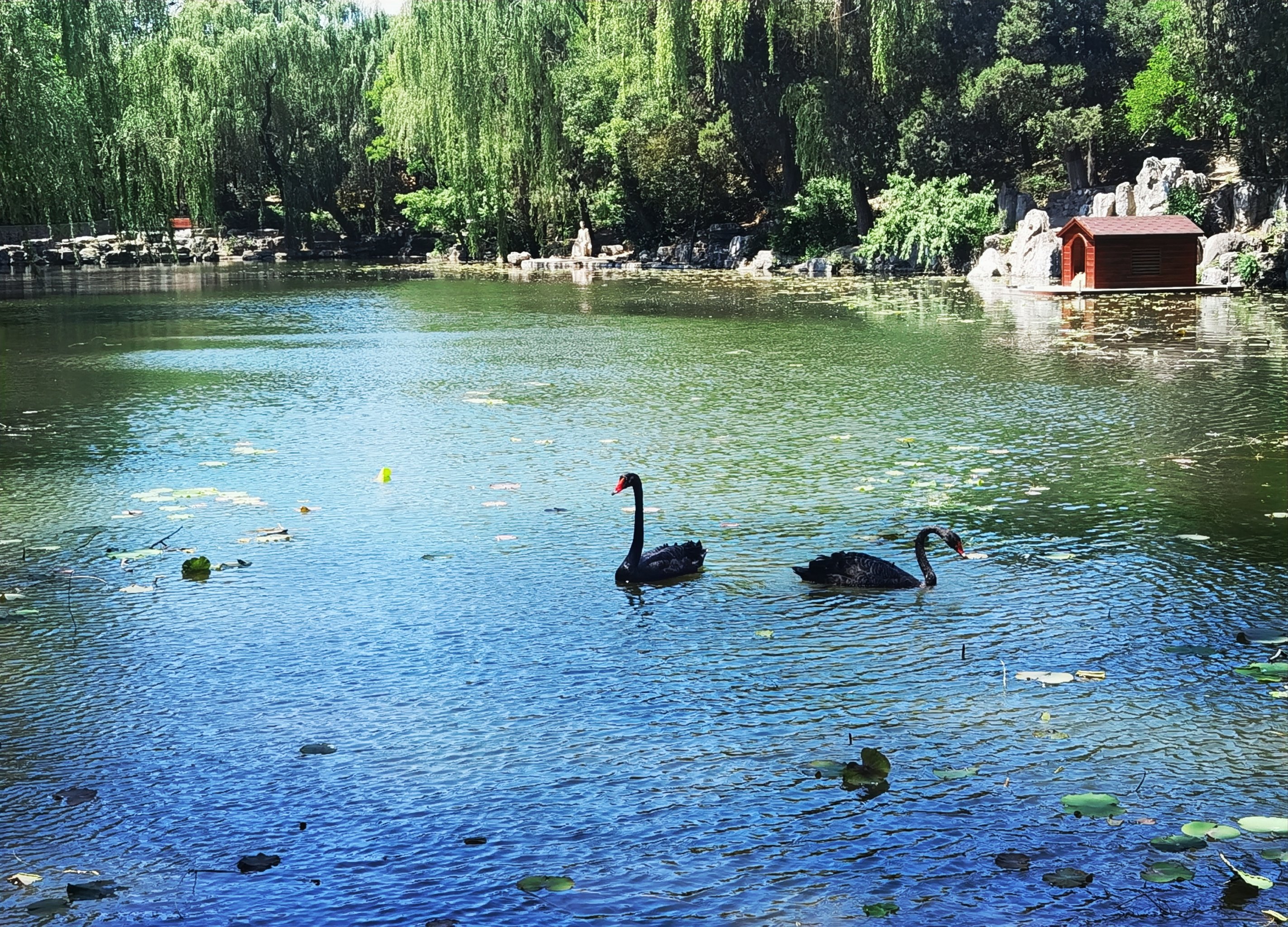 清华大学八大景点图片图片