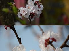 -三圣花乡旅游区