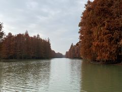 -上海海湾国家森林公园