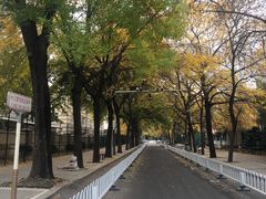 -三里屯东五街银杏大道
