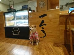 -柴务处·柴犬主题狗咖