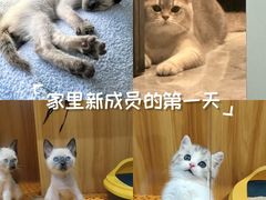 -欣宠猫屋·矮脚拿破仑·蓝金金渐层