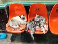 -猫咪博物馆(顶澳仔猫街店)