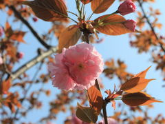 -高东镇樱花园