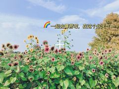 -花开海上生态园
