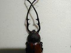 -上海昆虫博物馆