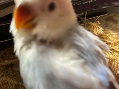 -爱侣宠医·鹦鹉专科·小型哺乳类·异宠专科(灵石路店)