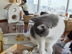 -Catmate·猫肥家润(金润铂宫店)
