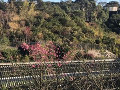 -梅峰山地公园