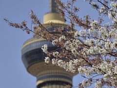 -中央广播电视塔