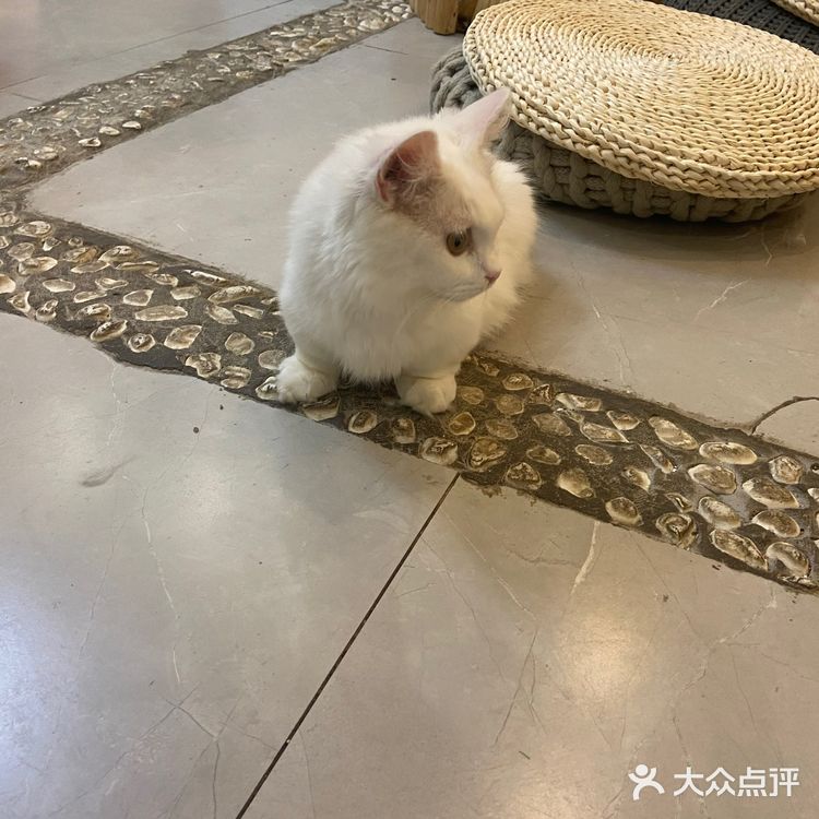 猫咖