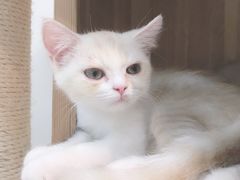 -Heymao猫咖.咖啡厅(东门店)