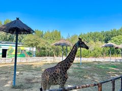 -北京野生动物园