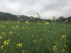 -红山村