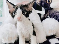 -70cat德文卷毛猫·缅因猫纯种猫舍