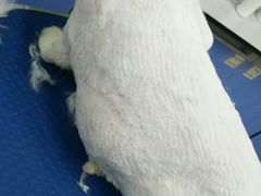-瑞派动物医院·猫专科·至诚(江南中分院)