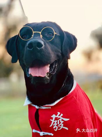 偶尔的还一起玩耍，超棒的一家宠物度假乐园！