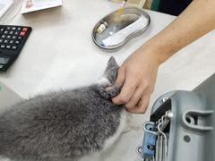 -乐琪宠物医院·犬猫专科·骨外科·急重症