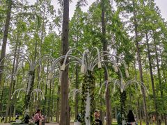 -黄海国家森林公园