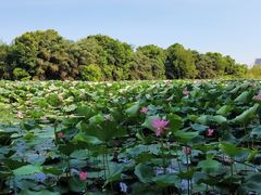 -艾溪湖湿地公园
