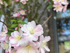 -甜心庄园·甜心草莓采摘园(西青中北店)