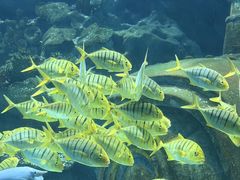 -海合安武汉极地海洋公园