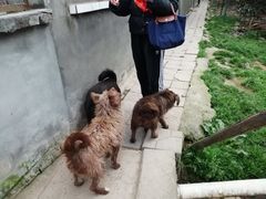 -成都爱之家动物救助中心