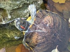 -后海16号·北京私房菜