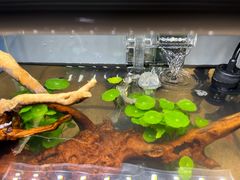 -青石桥花鸟鱼虫市场(叠翠城店)