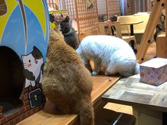-小时光咖啡馆(开森度假森林店)