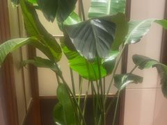 -泓历皇朝酒店(东亭店)