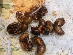 -鸽子窝(宋庄店)