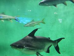 -太平洋海底世界