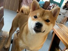 -柴源莊·柴小宠柴犬咖啡