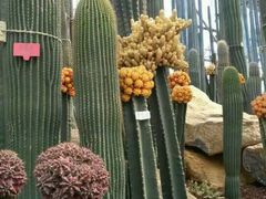 -南通洲际绿博园