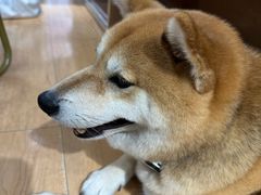 -是阿柴呀！柴犬咖啡·爱喵喵猫咖