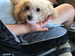 -瑞派福兴宠物医院犬猫全科·骨科·中西医结合(河东店)