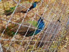 -长白岛森林公园