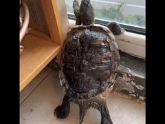 -北京观赏动物医院·24小时大型综合·猫专科·异宠专科