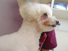 -芭比堂动物医院·犬猫全科·异宠专科(雁塔分院)
