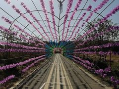 -苏州太湖西山岛开心农场