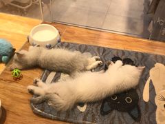 -狗道宠物(常熟印象城店)