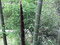 -夏霖九天银瀑风景区