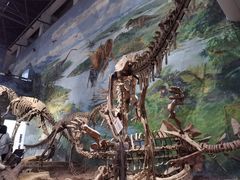 -自贡恐龙博物馆