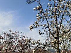 -梅花山(明孝陵内)