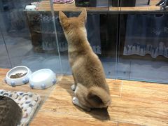 -狗道宠物(常熟印象城店)